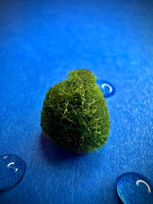 Marimo standard