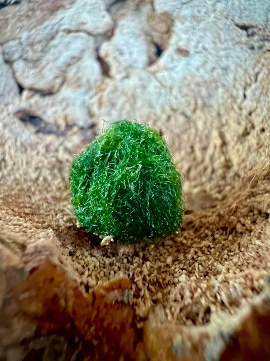 Baby Marimo